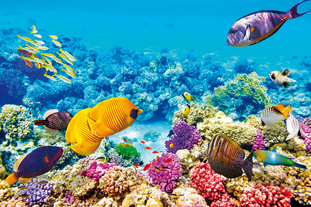 Coral garden