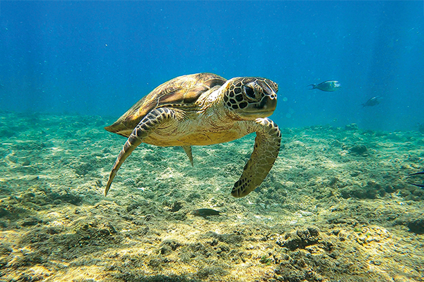 Šnorchlování v indickém oceánu