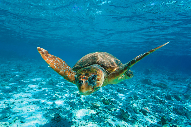 Plavba za želvou Caretta-Caretta