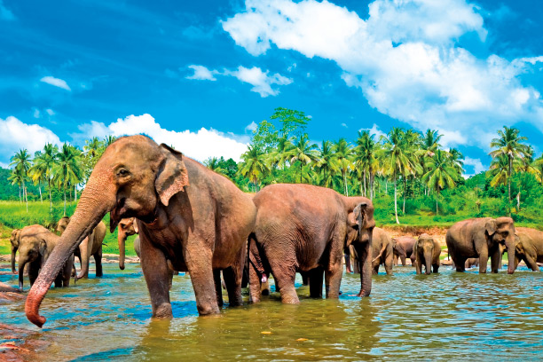 Kandy